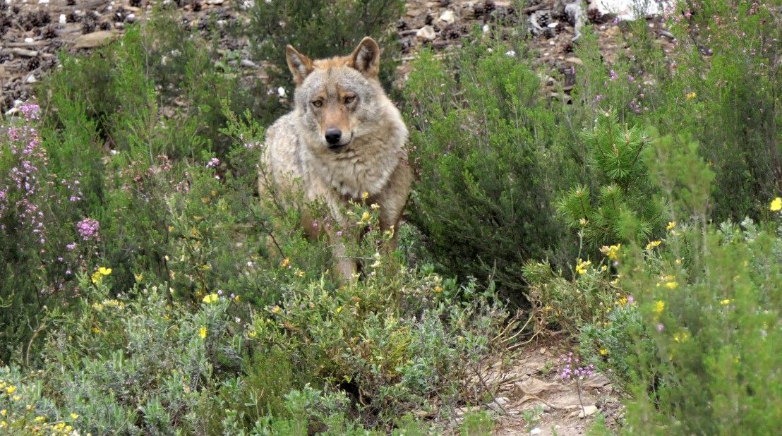 Un lobo ibérico. (Ical)