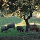 Cerdos ibéricos en una finca.