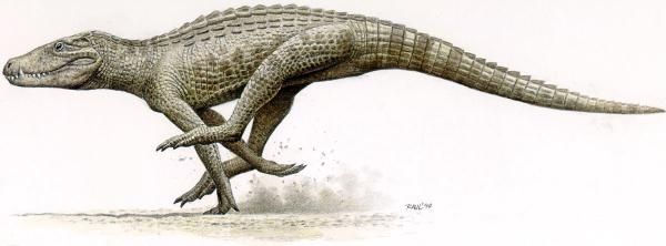 Así era el Iberosuchus. 