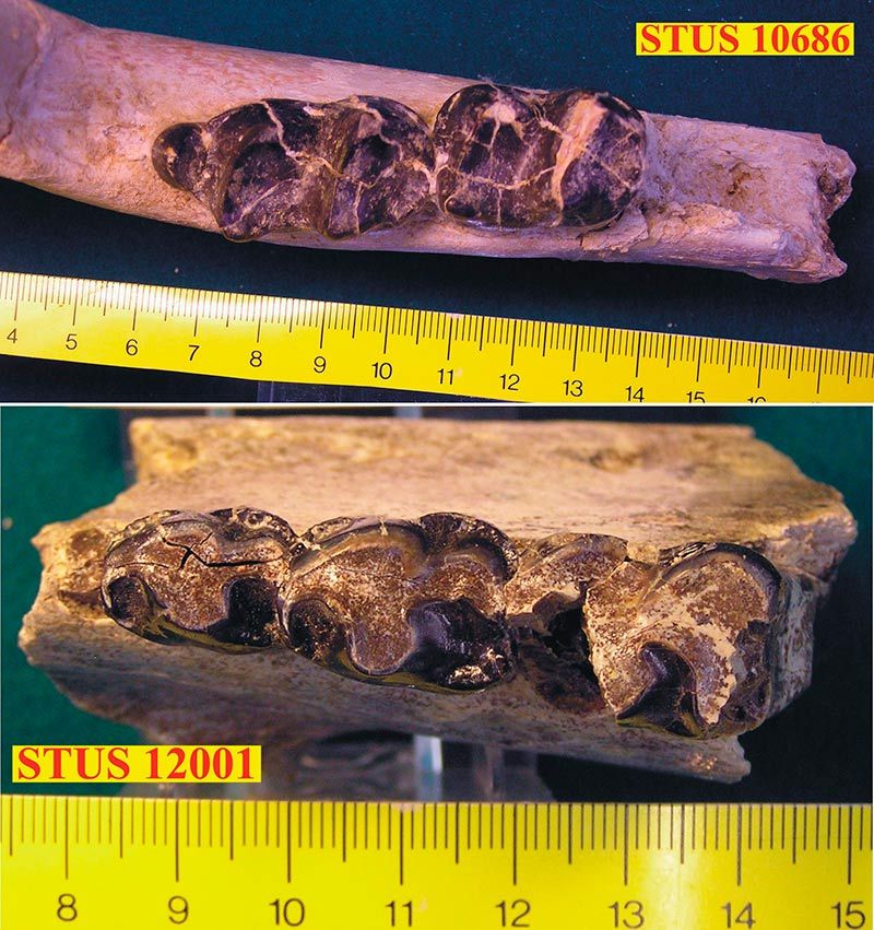 Dos lofiodóntidos del Eoceno medio de Zamora que muestran distinto grado de uso de sus dientes. El de arriba (STUS 10.686), de Casaseca de Campeán, con apenas desgaste por ser muy joven. El de abajo (STUS 12.001), de Corrales, por su grado de desgaste corresponde a un adulto.