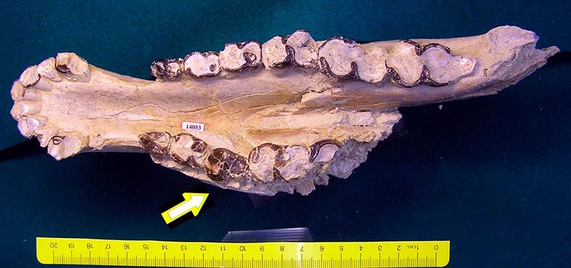 Lofiodóntido con anodoncia, del Eoceno medio de Corrales (Zamora). STUS 14.053. El individuo, una hembra muy vieja, tenía todos los dientes muy usados, EXCEPTO UNO, el señalado por la flecha.