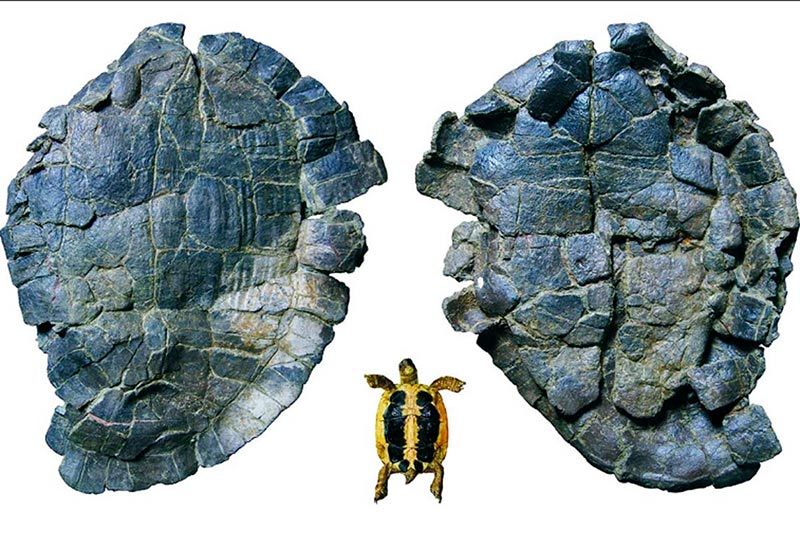 Pelorochelon, la primera tortuga gigante de Europa.