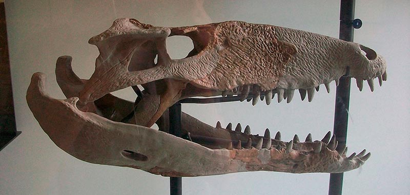 Cráneo de Sebecus icaeorhinus, Simpson 1937 (AMNH 3160).