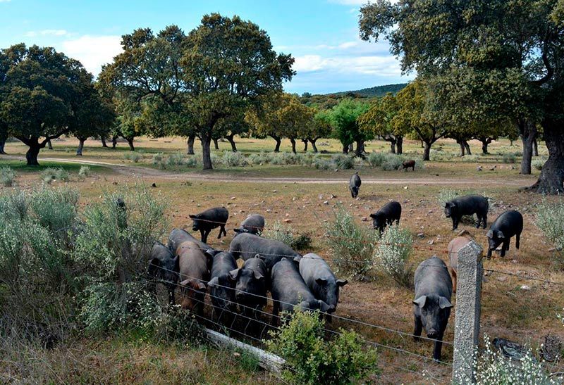 Cerdos ibéricos en una finca de encinas de Retortillo.
