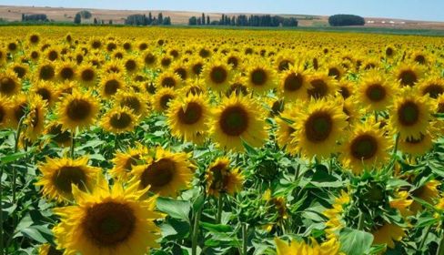 Una campo de girasoles, en las Villas.
