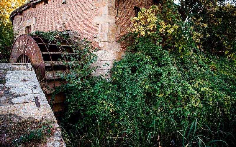La maleza invade una de las paredes de la Aceña.
