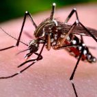 Mosquito tigre. Foto. Greenapps&web