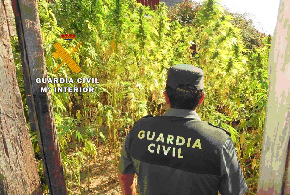 Un agente junto a la plantación.