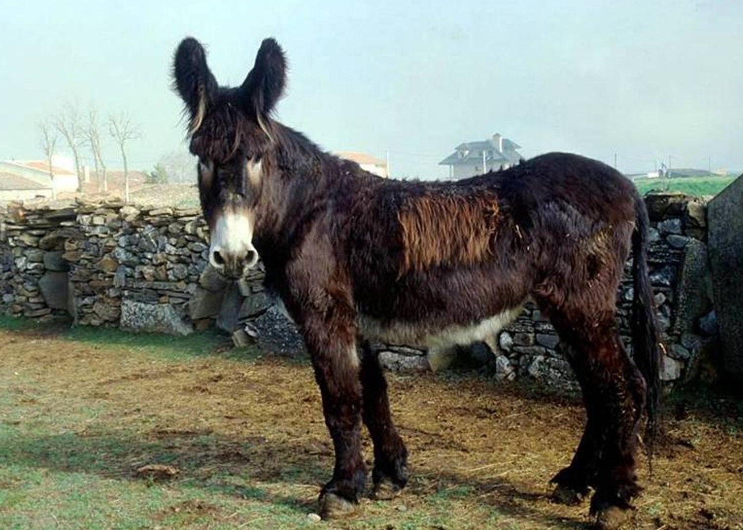 Burro zamorano. 