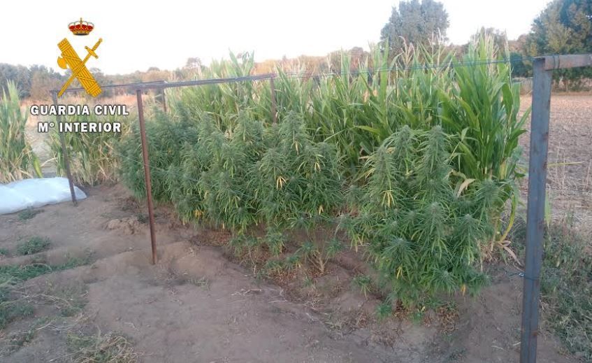 Una plantación de marihuana. (Archivo)