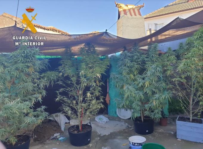 marihuana plantacion ciudad rodrigo 2