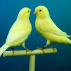 Una pareja de canarios. 
Imagen de Juan M. Garrán Barea en Pixabay 