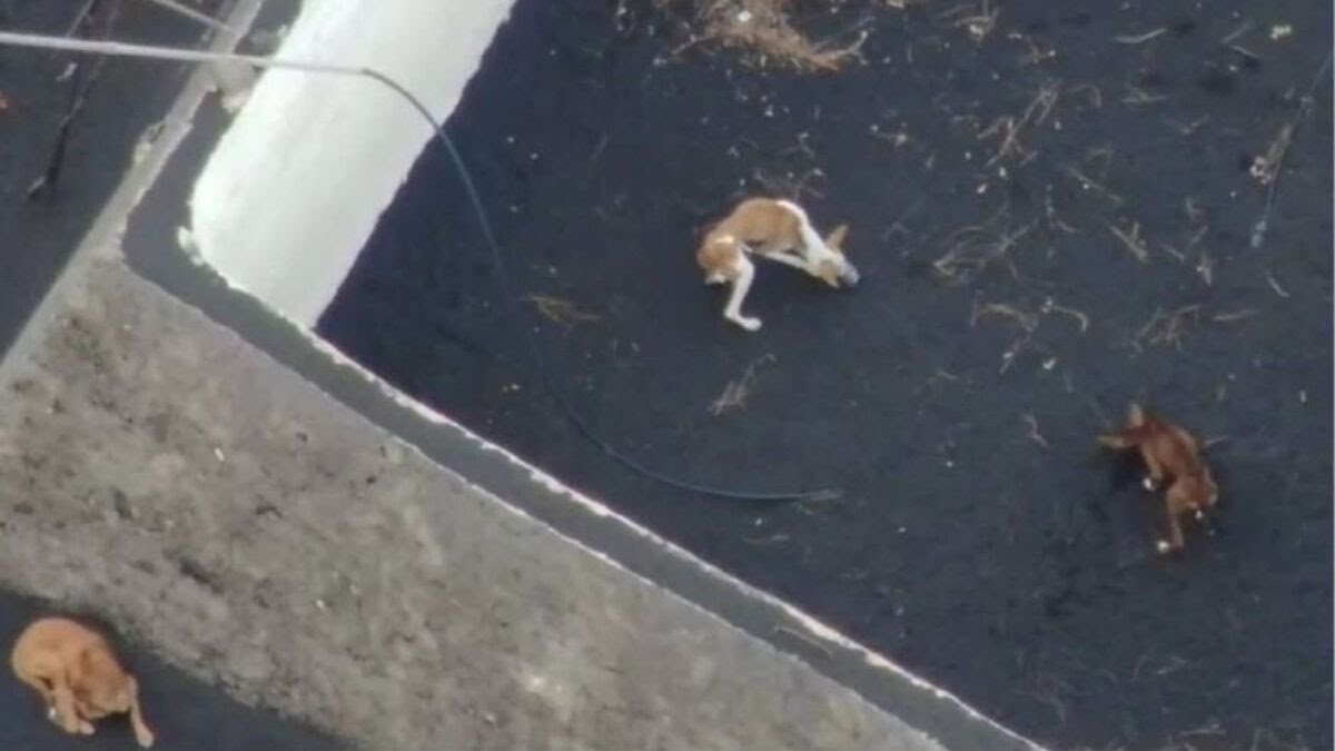 Perros atrapados en La Palma