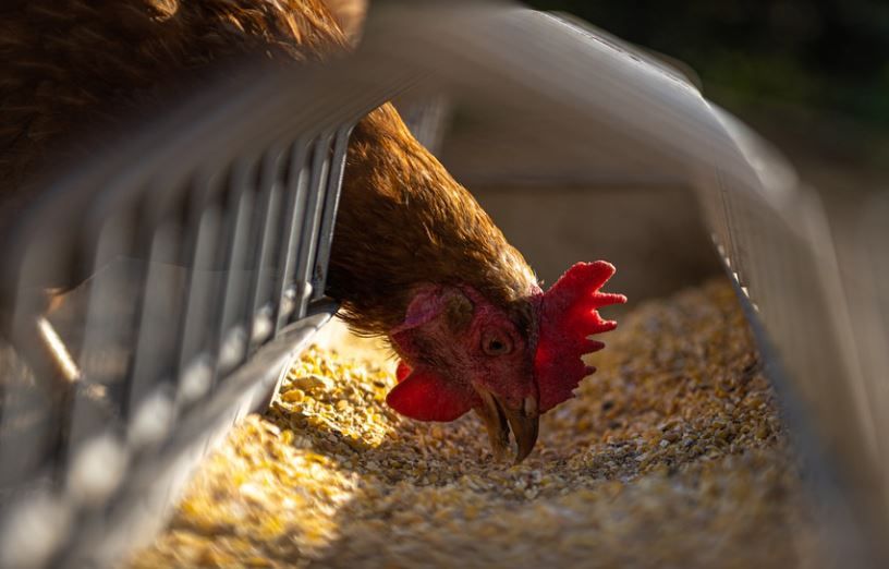 Una gallina de granja. (Pixabay) Una gallina de granja. (Pixabay)