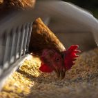 Una gallina de granja. (Pixabay)