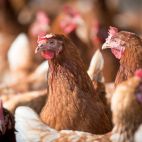 Gallinas. Imagen. Pixabay. 