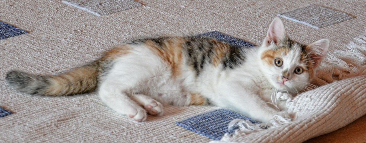 Un gato sobre una alfombra. Imagen. Pixabay. Un gato sobre una alfombra. Imagen. Pixabay.