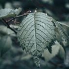 Una hoja. Imágen. Unsplash. 