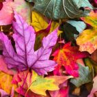 Hojas de colores. Imagen. Pixabay. 
