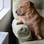 Un perro mira por una ventana. Imagen. Unplash.