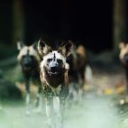 Una hiena. Foto de CHUTTERSNAP en Unsplash