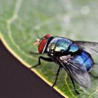 Una mosca. Imagen de Sandeep Handa en Pixabay