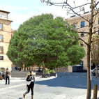 La copa del árbol que daría sombra a la Plaza del Poeta Iglesias y que iba a frenar el cambio climático, y lo que han plantado.