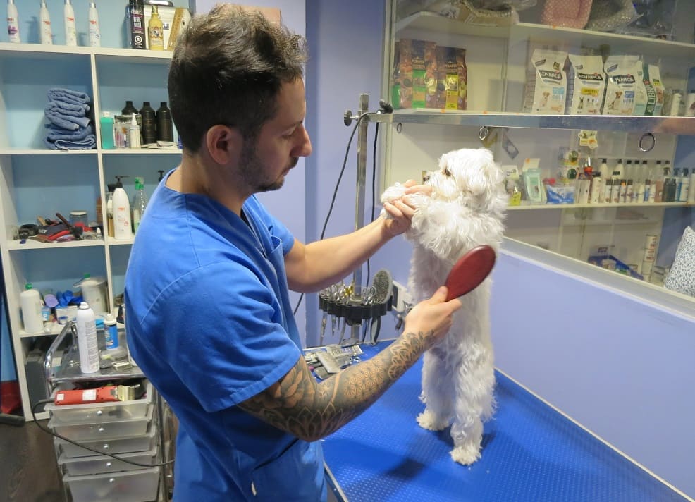 David Medina peinando a un perro en la peluquería canina Entrepelos