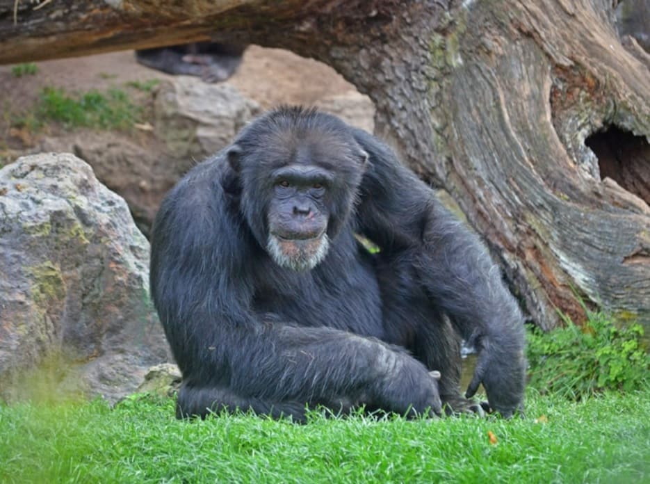 Un chimpancé (Bioparc Valencia)