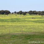 Campo de encinas en Salamanca.