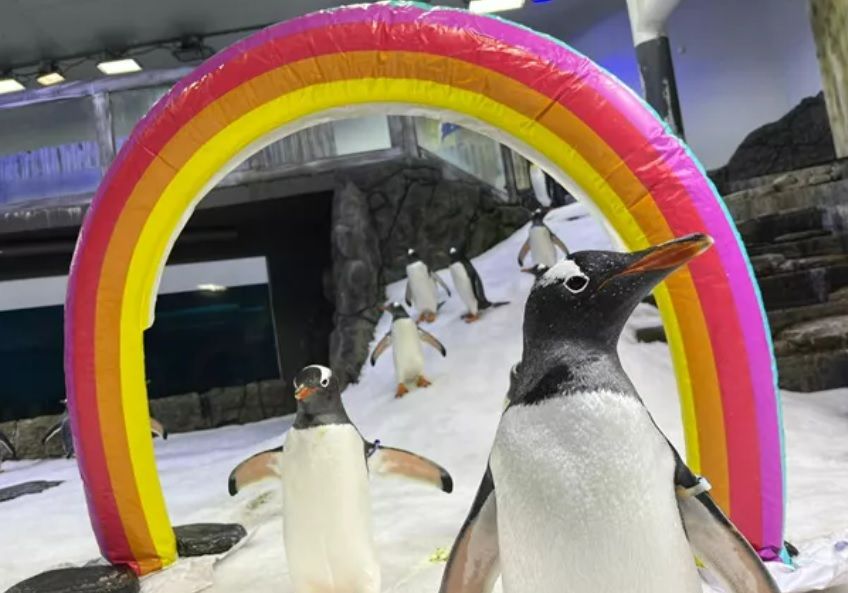 Los Pingüinos Sphen y Magic (SEA Life Sídney)
