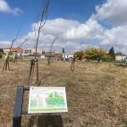 Árboles de nueva plantación que se dejaron secar en la salida de Salamanca por la carretera de Vecinos, en la zona de El Zurguén, en 2024.
