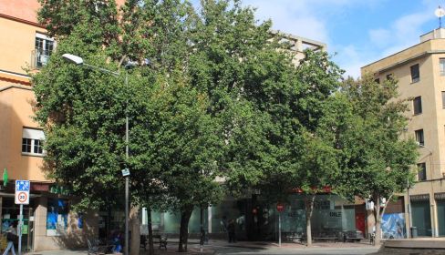 Arboles de la plaza del Oeste. Fotografía. Asociación Comité Antinuclear y Ecologista de Salamanca. Fotografía. Comité Antinuclear y Ecologista de Salamanca. 