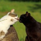 Dos gatos. Imagen de Franz W. en Pixabay