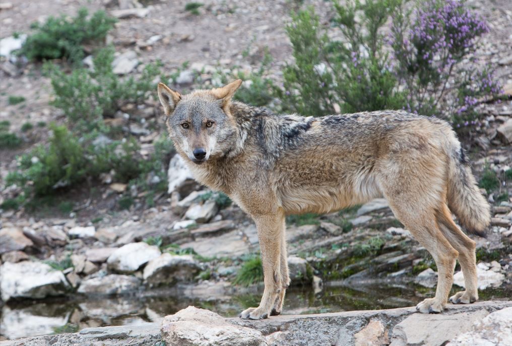 Un lobo ibérico en Robledo de Sanabria (Zamora). (Ical)