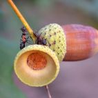 Unas hormigas con una bellota. Pixabay. 