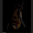 Un murciélago común (Pipistrellus pipistrellus). (Foto: Toño García)