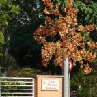 Un árbol seco en la calle Francisco Maldonado. Fotografía. Asociación Comité Antinuclear y Ecologista de Salamanca. 