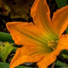 Una flor de calabaza. Imagen de Gerald Thurner en Pixabay