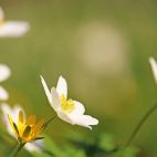 Flores en el campo. Imagen de Kerstin Riemer en Pixabay