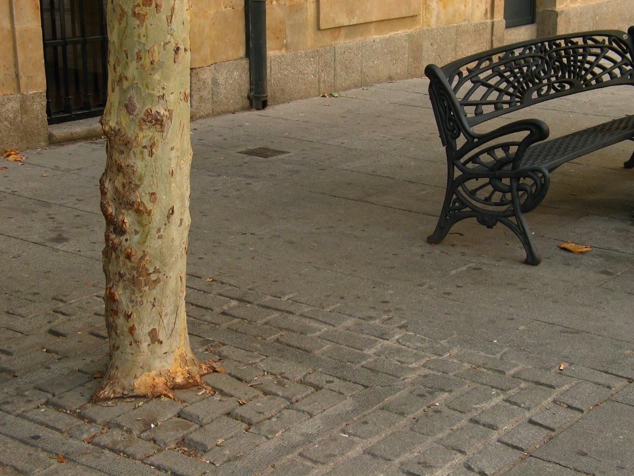 El tronco de un árbol atrapado en los adoquines. Fotografía. Comité Antinuclear y Ecologista de Salamanca. 