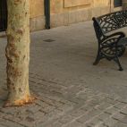 El tronco de un árbol atrapado en los adoquines. Fotografía. Comité Antinuclear y Ecologista de Salamanca. 