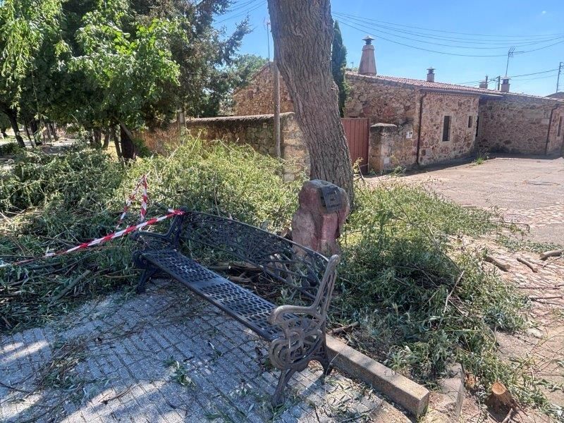 Uno de los árboles podados, junto a uno de los bancos. Uno de los árboles podados, junto a uno de los bancos.