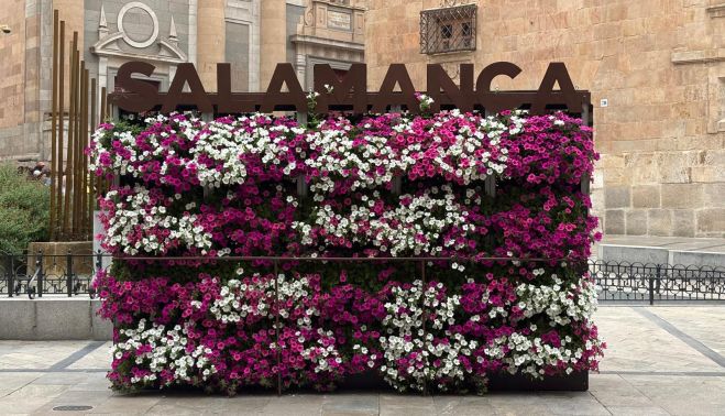 La jardinera de petunias de la Rúa que impide apreciar en toda su hermosura La Clerecía, La Casa de las Conchas y la estatua del maestro Salinas. La jardinera de petunias de la Rúa que impide apreciar en toda su hermosura La Clerecía, La Casa de las Conchas y la estatua del maestro Salinas.
