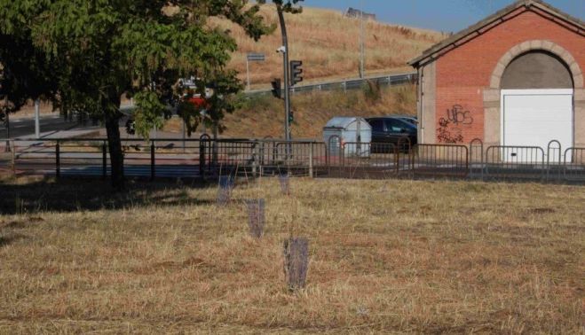 Árboles secos plantados este año en Salamanca. Fotografías. Comité Antinuclear y Ecologista de Salamanca.(3) Árboles secos plantados este año en Salamanca. Fotografías. Comité Antinuclear y Ecologista de Salamanca.(3)