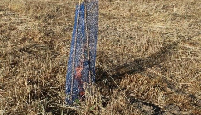 Árboles secos plantados este año en Salamanca. Fotografías. Comité Antinuclear y Ecologista de Salamanca.(5) Árboles secos plantados este año en Salamanca. Fotografías. Comité Antinuclear y Ecologista de Salamanca.(5)
