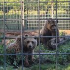 ICAL. Luna y Ponderoso, la pareja de osos que vivió tres décadas en El Coto Escolar de León.