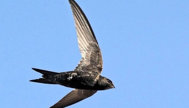 Un vendejo común en pleno vuelo. 