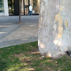 Paloma muerta en la Plaza de España, este domingo