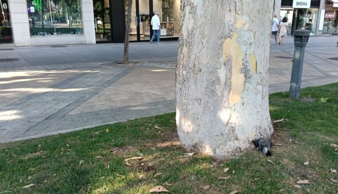 Paloma muerta en la Plaza de España, este domingo Paloma muerta en la Plaza de España, este domingo